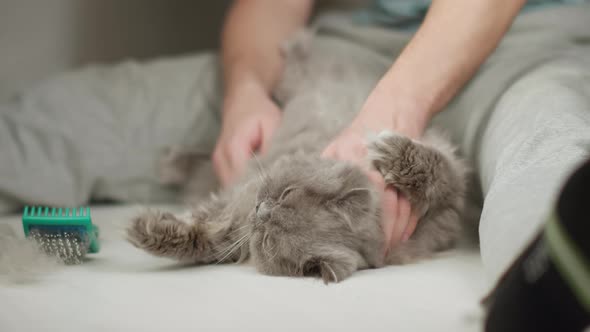 Man sitting on the floor combing a British cat lying between his legs