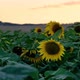 Sunflower - VideoHive Item for Sale