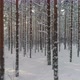 Winter Forest Moving Backwards Snow Covered Pine Trees on Sunny Day - VideoHive Item for Sale