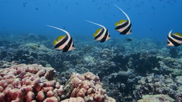 Beautiful bannerfish in clear blue water on a tropical coral reef at the atoll of Fakarava, French P