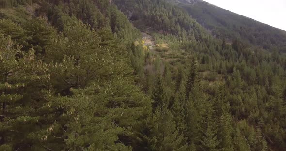 Aerial view of trees and plants in the forest