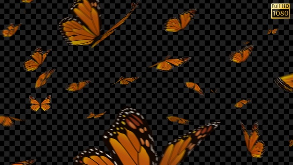 Butterflies