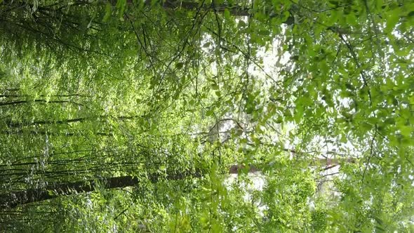 Vertical Video of a Summer Beautiful Forest in the Afternoon