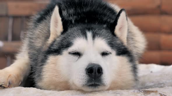 A Sleepy Husky in the Kennel Enjoying Snowy Weather