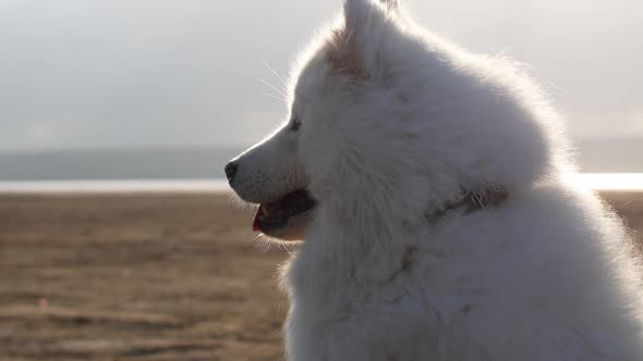 The dog sits on the shore of the sand near the ocean and the wind develops its fur. Samoyed Laika