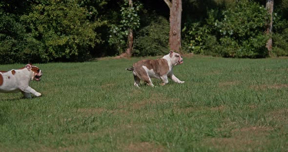 English Bulldog, Females running on Grass, Slow Motion 4K