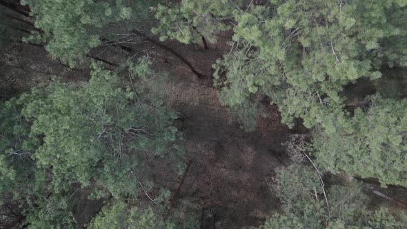 Green Pine Forest By Day Aerial View