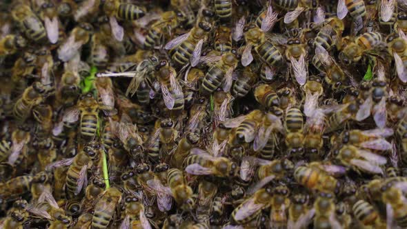 Swarm of Honey Bees Including the Queen of the Hive