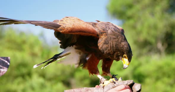 Falcon eagle perching on mans hand