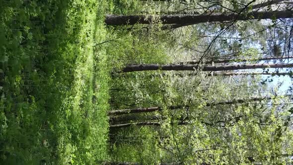 Vertical Video of Green Forest During the Day