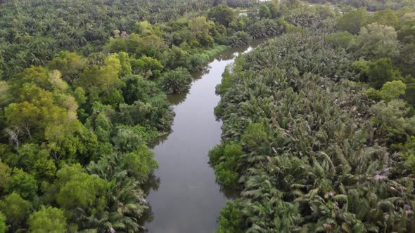 Aerial view river over green tropical Nipah tree