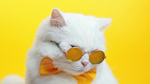 Portrait of White Furry Cat in Fashion Sunglasses and Bowtie