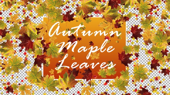 Autumn Maple Leaves