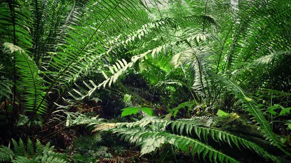 Moving Under Ferns In Forest