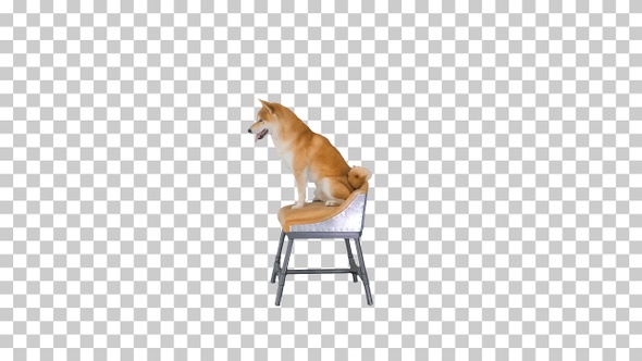 Shiba Inu dog sitting on a chair, Alpha Channel