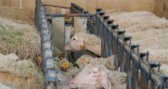 Sheeps on a Flock Farm