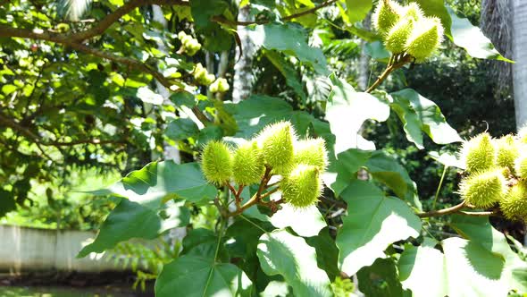 Green annatto on the tree. Urucum. Slow.