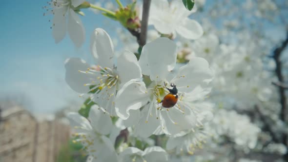 Small Red Ladybug Pollinating the White Flowers of an Apple Tree in an Orchard