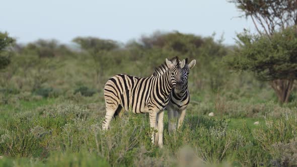 Fighting Plains Zebras - Etosha National Park