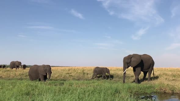 African Elephant mother and calf come to the river's edge to drink