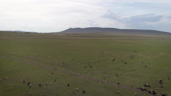 Flying over Sheep in Siberia