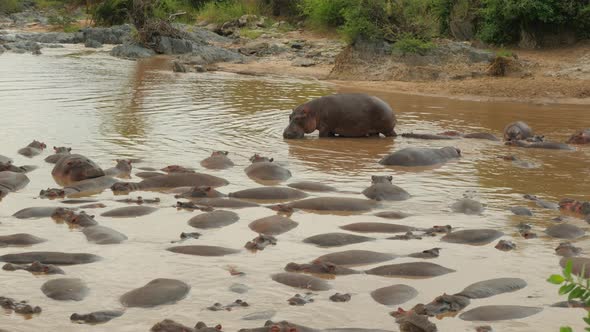 Hippos in a lake in Serengeti National Park Tanzania - 4K