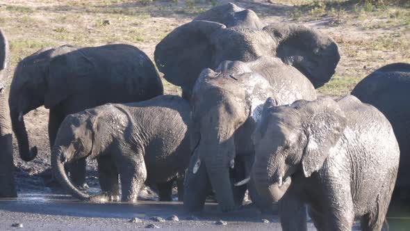 Close up from a herd of African Bush elephants splashing mud on their body