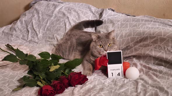 Scottish Straight cat on Valentine's Day