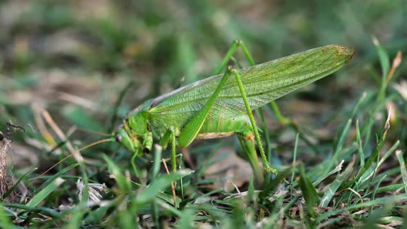 Big Green Locust Female Lays Eggs