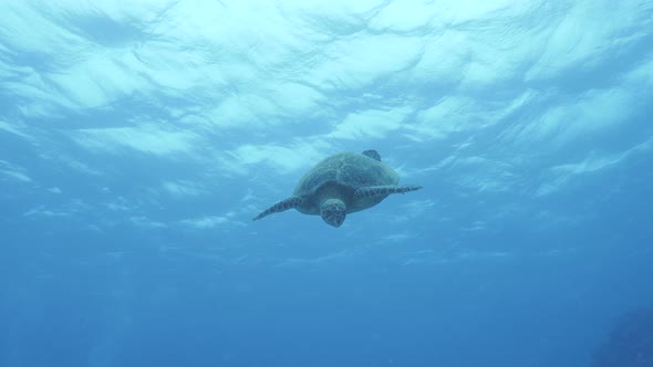 A friendly turtle swims down through clear blue water to greet a scuba diver face to face
