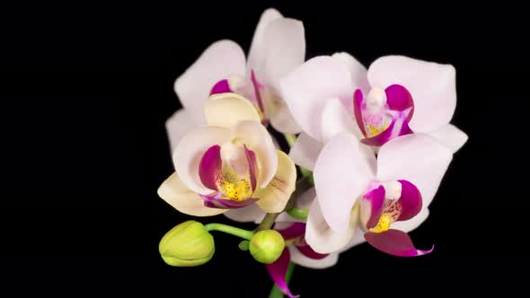 Blooming White Orchid Phalaenopsis Flower