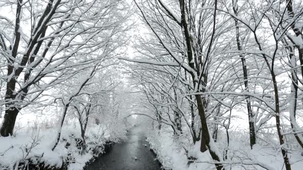 Snow Covered Trees at River