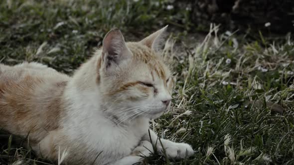 sick yellow cat lying on grass