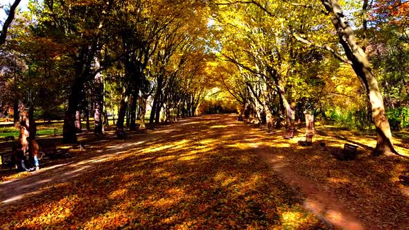 Aerial drone view of a flying in the autumn park. Autumn leaves on a park path.