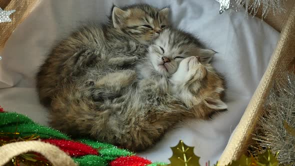 Cute Tabby Kittens Sleeping And Hugging In A Basket On Christmas Day