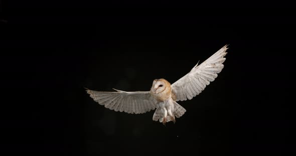 900186 Barn Owl, tyto alba, Adult in flight, Normandy, Slow Motion 4K