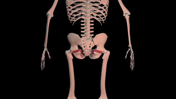 Obturator Internus Muscles Full Roration Loop