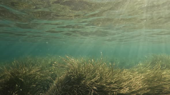 Snorkeling Under Shallow Waters with Huge Amounts of Seaweeds and Ray Lights