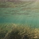 Snorkeling Under Shallow Waters with Huge Amounts of Seaweeds and Ray Lights - VideoHive Item for Sale