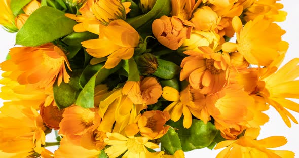 A Large Number of Calendula Flowers Close-up, Time Lapse