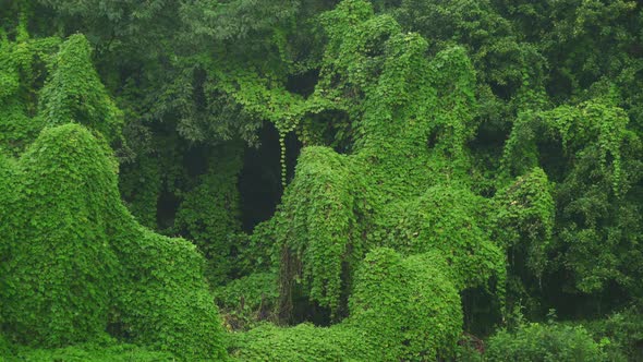 Ivy Covered Real Jungle Trees and Natural Dense Vegetation in Tropical Rain Forest