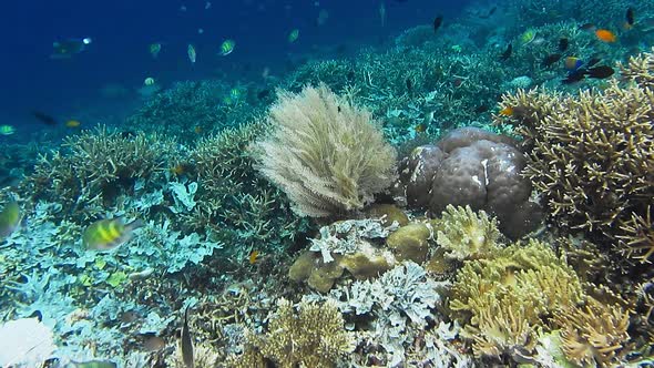 Alive Coral Reef with Hard Corals and Different Tropical Fish