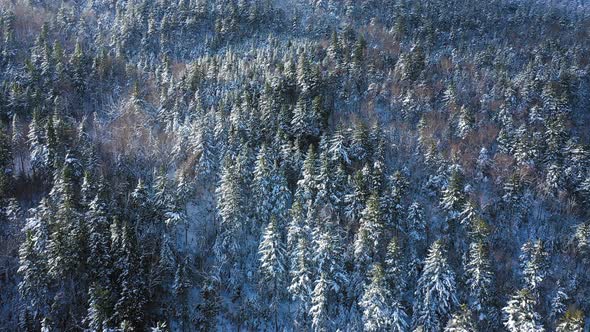 Aerial footage flying up the slope of a snowy mountain looking down at the snow covered trees