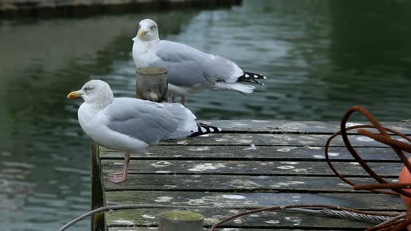 Gulls in an urban area, Courseulles sur Mer, Calvados, Normandy, France