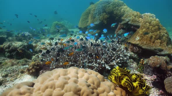 Coral Reef with Fish Underwater. Camiguin, Philippines