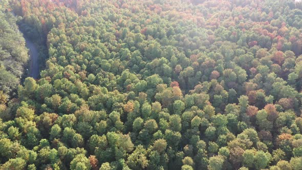 Autumn forest