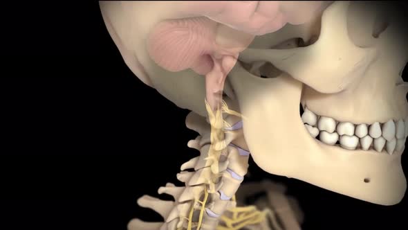 Brain and spinal system, vertebral canal