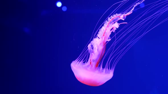 Shiny Vibrant Fluorescent Jellyfish Glow Underwater, Dark Neon Dynamic Pulsating Ultraviolet Blurred