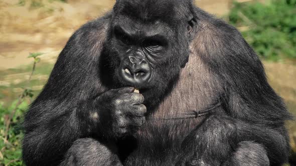 Female Gorilla Eating Food In The Sun