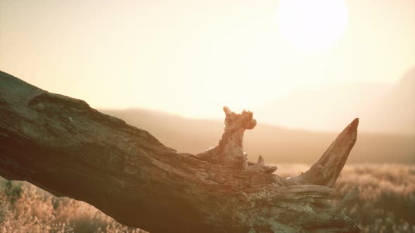 Old Tree Stump Trunk on the Hill at Sunset